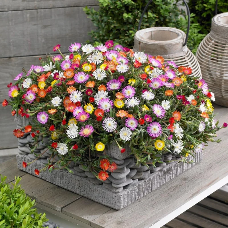 Delosperma Ice Plant Live in 4'' Pot - Hardy Flowering Succulent Groundcover - Image 2