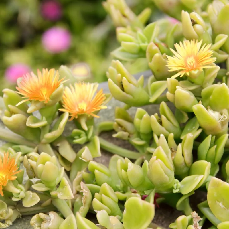 Delosperma Ice Plant Live in 4'' Pot - Hardy Flowering Succulent Groundcover - Image 3