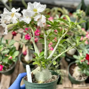 Desert Rose Live Plant 6 inch – Adenium Obesum Houseplant – Flowering Succulent - Image 2