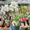 Desert Rose Live Plant 6 inch – Adenium Obesum Houseplant – Flowering Succulent - Image 1