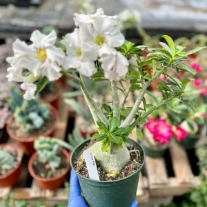 Desert Rose Live Plant 6 inch – Adenium Obesum Houseplant – Flowering Succulent - Image 1