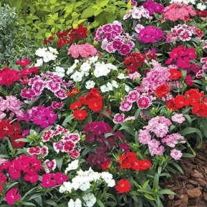 Dianthus Live Plant - Fragrant Mixed Colors Perennial, 3-6 Inch Pot, Zones 3-8 - Image 4