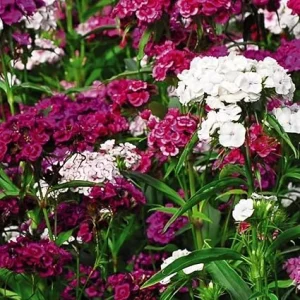 Dianthus Live Plant in Pot – Fragrant Perennial Flower – Mixed Colors – 4-6 inches Tall - Image 2