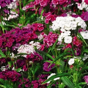 Dianthus Live Plant in Pot – Fragrant Perennial Flower – Mixed Colors – 4-6 inches Tall - Image 4