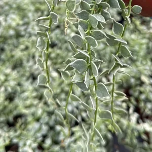 Dischidia Million Hearts Variegated Live Plant – Trailing Succulent in 3" Pot - Image 2