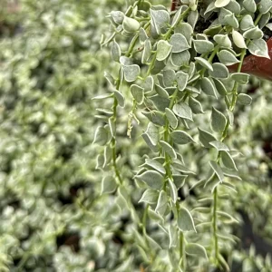 Dischidia Million Hearts Variegated Live Plant – Trailing Succulent in 3