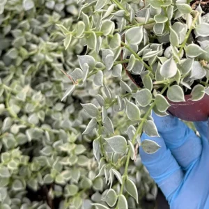 Dischidia Million Hearts Variegated Live Plant – Trailing Succulent in 3