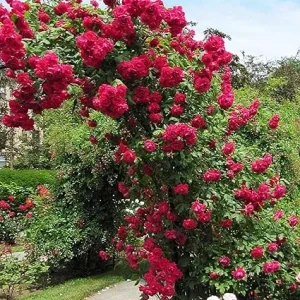 Don Juan Climbing Rose Live Plant - Fragrant Red Blooms - Bare Root 5-7 Inches - Outdoor - Image 2