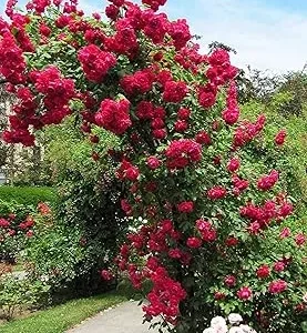 Don Juan Climbing Rose Live Plant - Fragrant Red Blooms - Bare Root 5-7 Inches - Outdoor - Image 3