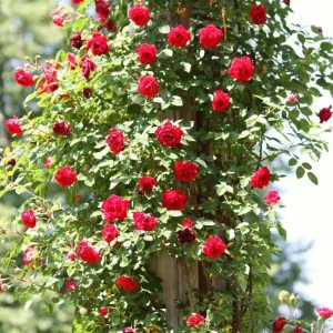 Don Juan Climbing Rose Live Plant - Fragrant Red Flowers, 5-7