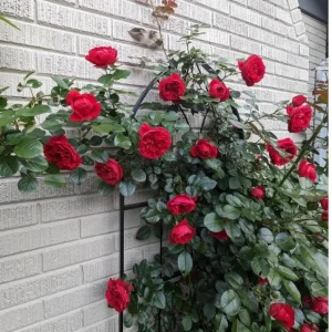 Don Juan Climbing Rose Live Plant - Fragrant Red Flowers, 5-7