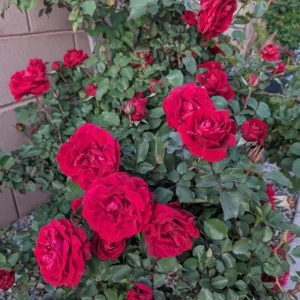 Don Juan Climbing Rose Live Plant - Fragrant Red Flowers, 5-7