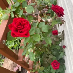 Don Juan Climbing Rose Live Plant - Fragrant Red Flowers, 5-7