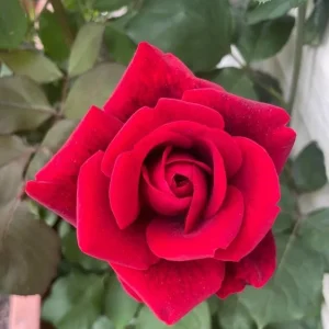 Don Juan Climbing Rose Live Plant - Fragrant Red Flowers, 5-7