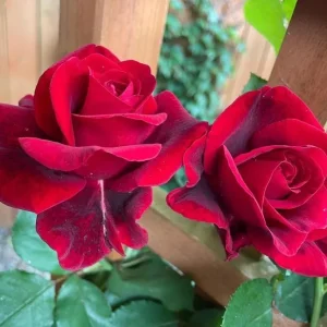 Don Juan Climbing Rose Live Plant - Fragrant Red Flowers, 5-7