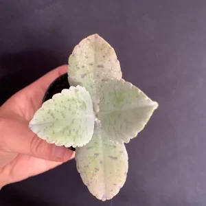 Donkey Ears Kalanchoe Live Plant – Gastonis Bonnieri Succulent – 2 inch Pot - Image 2