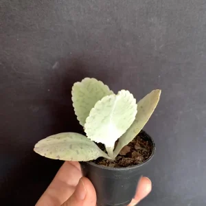 Donkey Ears Kalanchoe Live Plant – Gastonis Bonnieri Succulent – 2 inch Pot - Image 3