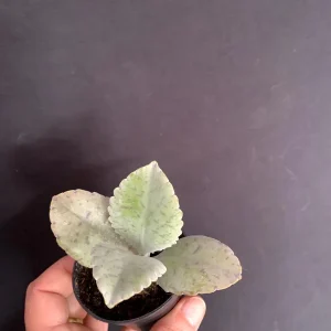 Donkey Ears Kalanchoe Live Plant – Gastonis Bonnieri Succulent – 2 inch Pot - Image 4
