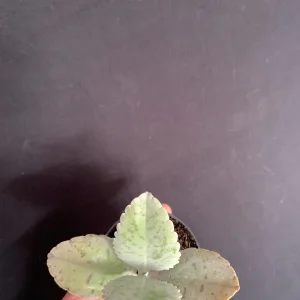 Donkey Ears Kalanchoe Live Plant – Gastonis Bonnieri Succulent – 2 inch Pot - Image 5