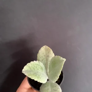 Donkey Ears Kalanchoe Live Plant – Gastonis Bonnieri Succulent – 2 inch Pot - Image 7