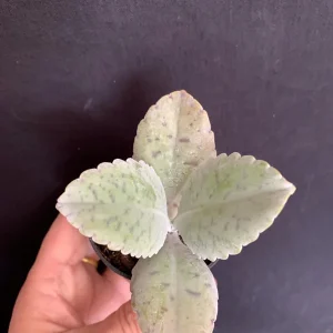 Donkey Ears Kalanchoe Live Plant – Gastonis Bonnieri Succulent – 2 inch Pot - Image 9