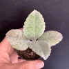 Donkey Ears Kalanchoe Live Plant – Gastonis Bonnieri Succulent – 2 inch Pot - Image 1