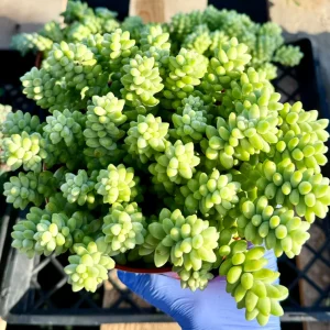 Donkey's Tail Sedum Burrito Trailing Succulent Live Plant - Potted Houseplant - Image 3