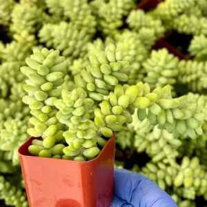 Donkey's Tail Sedum Burrito Trailing Succulent Live Plant - Potted Houseplant - Image 1