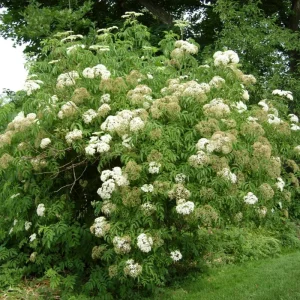 Dormant Elderberry Tree Live Plant - Hardy Fruit Shrub, Quart Pot, 1 Year Old - Image 4
