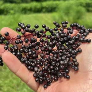 Dormant Elderberry Tree Live Plant - Hardy Fruit Shrub, Quart Pot, 1 Year Old - Image 6