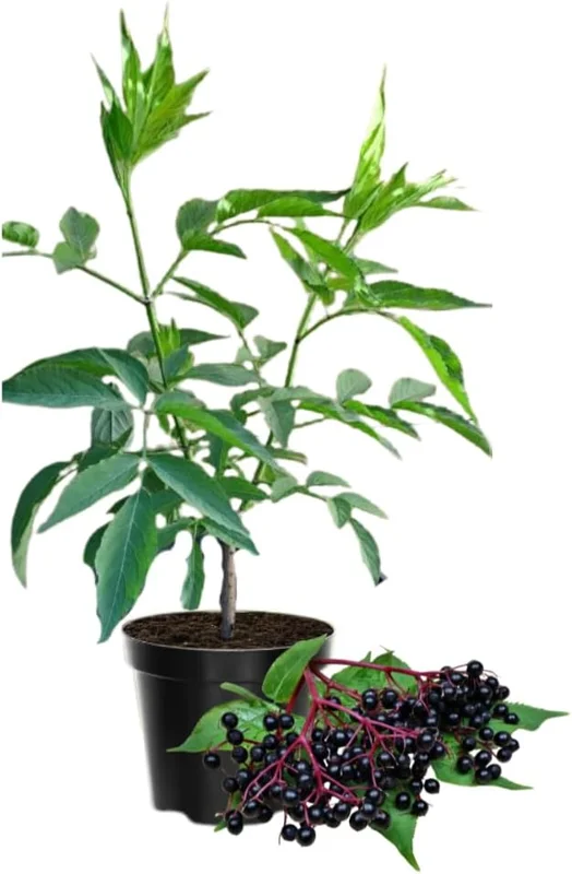 Dormant Elderberry Tree Live Plant - Hardy Fruit Shrub, Quart Pot, 1 Year Old - Image 1
