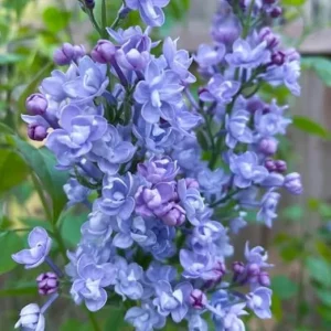Double Blue Lilac Live Plant – Outdoor Shrub – 4 Inch Pot – Zone 3-7 - Image 6