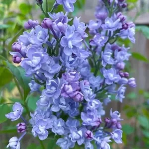 Double Blue Lilac Live Plant – Outdoor Shrub – 4 Inch Pot – Zone 3-7 - Image 7
