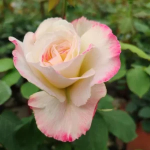 Double Delight Rose Live Plant - Fragrant Hybrid Tea Bush, Creamy-White & Red Blooms, 5-7 inch Tall Starter - Image 2