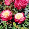Double Delight Rose Live Plant - Fragrant Hybrid Tea Bush, Creamy-White & Red Blooms, 5-7 inch Tall Starter - Image 1