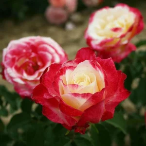 Double Delight Rose Live Plant - Fragrant Hybrid Tea Bush, Creamy-White & Red Blooms, 5-7 inch Tall Starter - Image 4