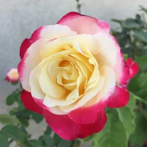Double Delight Rose Live Plant - Fragrant Hybrid Tea Bush, Creamy-White & Red Blooms, 5-7 inch Tall Starter - Image 5