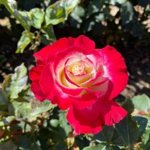 Double Delight Rose Live Plant - Fragrant Hybrid Tea Bush, Creamy-White & Red Blooms, 5-7 inch Tall Starter - Image 6