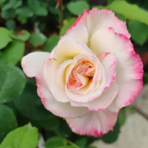 Double Delight Rose Live Plant - Fragrant Hybrid Tea Bush, Creamy-White & Red Blooms, 5-7 inch Tall Starter - Image 8