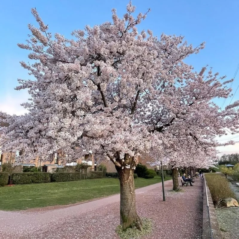 Double Pink Cherry Blossom Tree Live Plant, 6-12 Inch Tall, 2.5 Inch Pot, Outdoor - Image 3