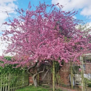 Double Pink Cherry Blossom Tree Live Plant, 6-12 Inch Tall, 2.5 Inch Pot, Outdoor - Image 4