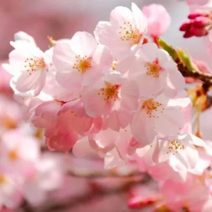 Double Pink Cherry Blossom Tree Live Plant, 6-12 Inch Tall, 2.5 Inch Pot, Outdoor - Image 5