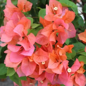 Double Red Bougainvillea Live Plant – Set of 2 Starter Plants, 5-8
