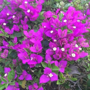 Double Red Bougainvillea Live Plant – Set of 2 Starter Plants, 5-8