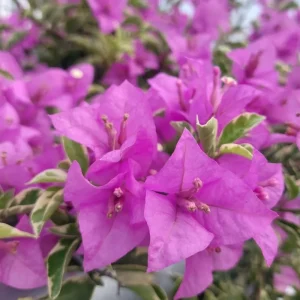 Double Red Bougainvillea Live Plant – Set of 2 Starter Plants, 5-8