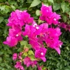 Double Red Bougainvillea Live Plant – Set of 2 Starter Plants, 5-8" Tall, Tropical Perennial Blooms - Image 1