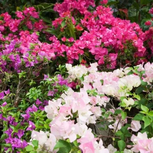 Double Red Bougainvillea Live Plant Starter Set, 2-Pack, 5-8