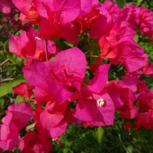 Double Red Bougainvillea Live Plant Starter Set, 2-Pack, 5-8