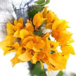 Double Red Bougainvillea Live Plant Starter Set, 2-Pack, 5-8