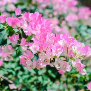 Double Red Bougainvillea Live Plant Starter Set, 2-Pack, 5-8